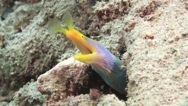 adult ribbon eel watching out of burrow. the male's blue color has almost faded and given way to yellow. obviously the animal is about to change sex from male to female