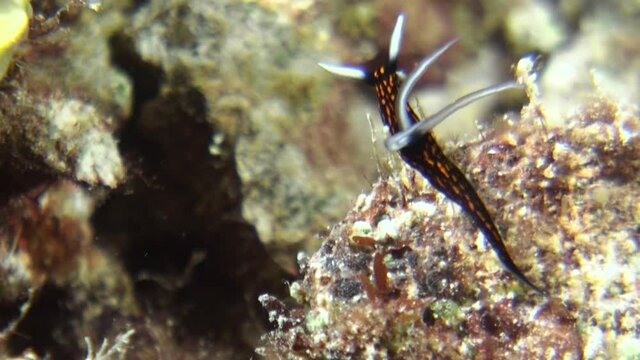 nudibranch Slender roboastra on a overgrown coral block, gills and rhinophores moving in the current, close-up shot