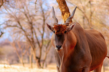 Beautiful Images  of African largest Antelope. Wild african Eland antelope  close up, Namibia, Africa