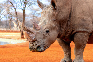 Naklejka premium Portrait of a male bull white Rhino grazing in Etosha National park, Namibia. Wild african animals. Close up of a rhino