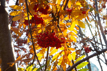 autumn leaves in the sun