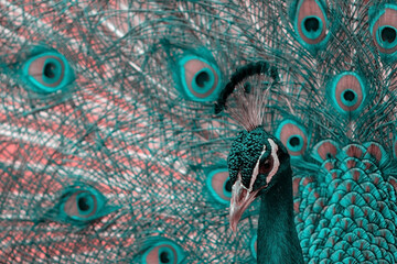 Close up view of The African peacock  a large and brightly coloured bird. Portrait of beautiful...