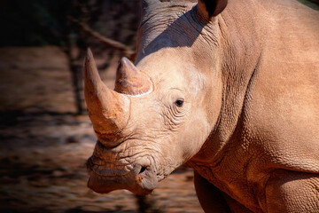 Portrait of a male bull white Rhino grazing in Etosha National park, Namibia.  Wild african animals. Close up of a rhino