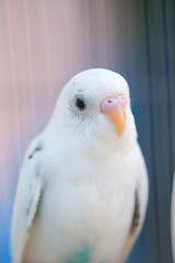 close up of a white dove