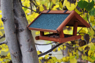 A bird feeder hangs on an aspen tree in the park, against the backdrop of autumn foliage.