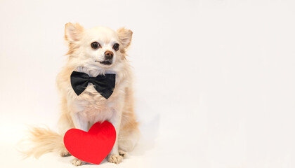 Valentine in love, a chihuahua dog in a bow tie looks into the camera with a red heart made of paper near his paws. Isolated on a white background
