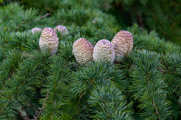 cones on the tree