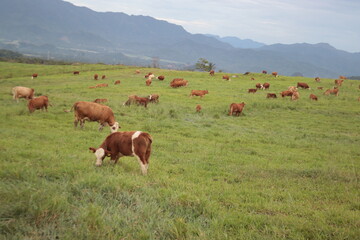 Naklejka na ściany i meble cows grazing in a meadow