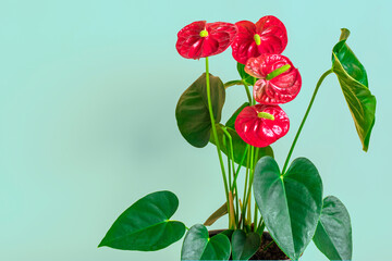 House plant Anthurium in white flowerpot isolated on green background Anthurium is heart - shaped flower Flamingo flowers or Anthurium andraeanum, Araceae or Arum symbolize hospitality