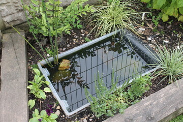 DIY tiny garden pond made from a plastic tub surrounded by plants with fence reflection in the water - 480104695