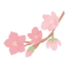 桜の花枝のイラスト