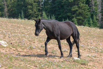 Young Black Wild Horse Mustang Stallion in the Pryor Mountains Wild Horse Refuge on the border of Montana in the United States