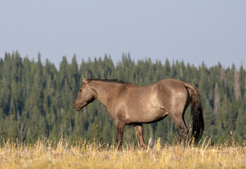 Gray Grullo Wild Horse Mustang Stallion in the Pryor Mountains Wild Horse Range on the border of...