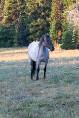Gray Blue Roan Wild Horse Mustang Stallion  in the Pryor Mountains Wild Horse Refuge on the border...