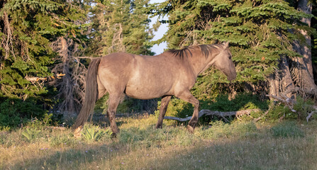 Gray Wild Horse Mustang Stallion in the Pryor Mountains Wild Horse Range on the border of Wyoming...