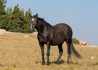 Black Wild Horse Stallion in the Pryor Mountains Wild Horse Refuge on the border of Montana in the...