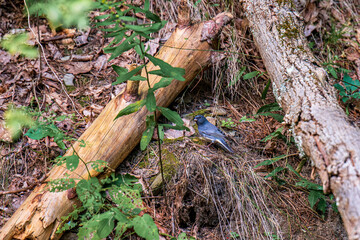 stump in the forest