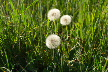 Dandelions are fluffy and beautiful in the field close-up. A background of dandelions in the warm sunset light. The concept of summer, freedom, and lightness. Atmospheric golden floral background.
