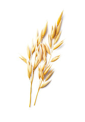 Oat spike on white backgrounds