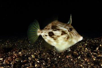 Behaviour of fish in the sandy bottom at night