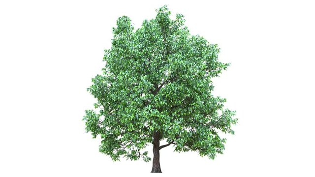 Growing trees on a white background 3D animation growth grow from small to large, Gyadecia trees animate in the wind on white background with alpha matt 3D virtual tree. Separated with alpha channels