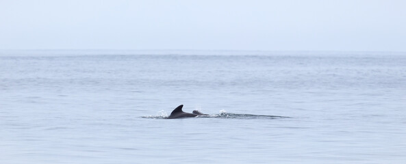 Pilot whale (Globicephala melas) with young calf breathing on the surface, Atlantic Ocean