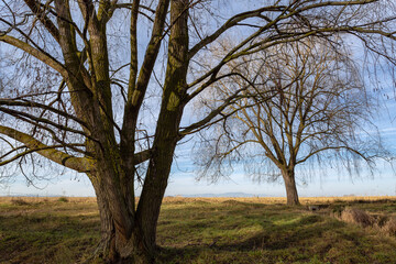 Fototapeta na wymiar Salix babylonica. Weeping willow trees in winter without leaves.