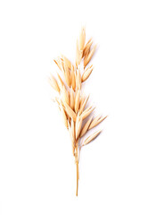Fototapeta premium Oat plant