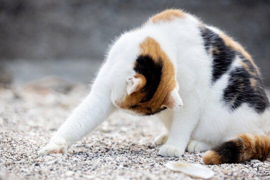 猫 野良猫 かわいい 人懐っこい Bilder Durchsuchen 41 Archivfotos Vektorgrafiken Und Videos Adobe Stock