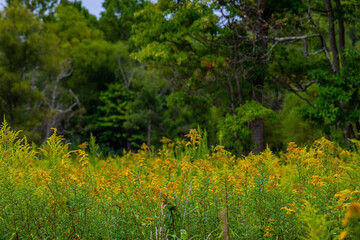 flowers in the woods