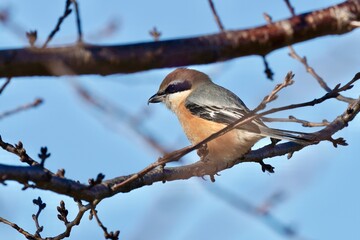 bull headed shrike on the branch