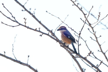 bull headed shrike on the branch