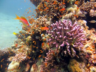 Beautiful colorful hard corals of the red sea and fish