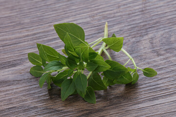 Young fresh green basil leaves