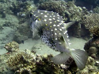 red sea puffer fish