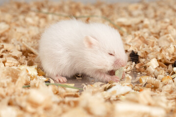 little hamster eating on wood chips
