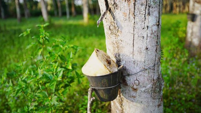 Close up shot of a rubber tree with a cup full of dried up latex on a sunny day. Dried latex in bowl.