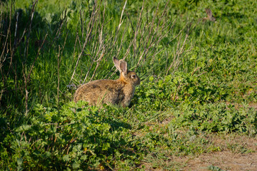 Rabbit is green grass. Cute brown Easter bunny is sitting in the tall green grass. A warm summer meadow, domestic rabbits on a walk. A frightened portrait of a furry animal. Easter nature background
