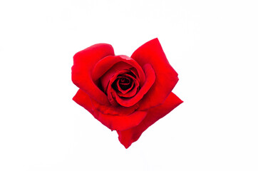 Top view of blooming red color rose flower as love shape isolated on white paper background.