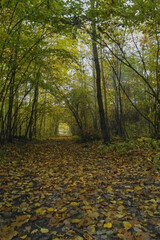 Obraz premium autumn forest in the Świętokrzyskie Mountains
