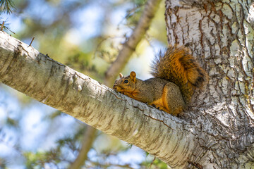 Eastern Fox Squirrel (Sciurus niger) resting on a branch.