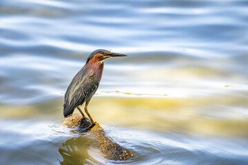 Green heron (Butorides striatus) stands on a stone in Lake. 