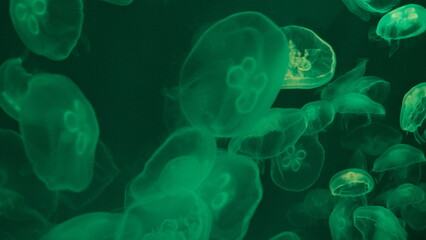 jellyfish in aquarium 3