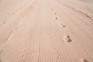 Fototapeta na wymiar High angle view of footprints of man and bird on sand in desert