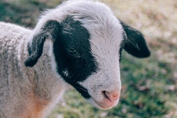 portrait of a sheep