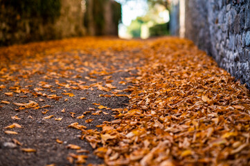 Magic of the village of Villafredda. Between autumn vineyards and historic stones