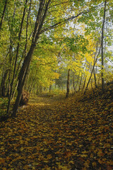 Obraz premium autumn forest in the Świętokrzyskie Mountains