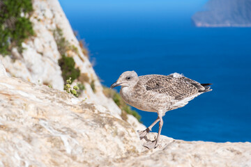 Baby gull of yellow legged Seagull in National Park Calpe, Alicante province (Spain) on the mountain Penon de Ifach. Concept travel, vacation at sea. Horizontal orientation. Selective focus.