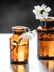 A withered flower in a bottle. Spring still life with flowers. 
Brown glass bottle.