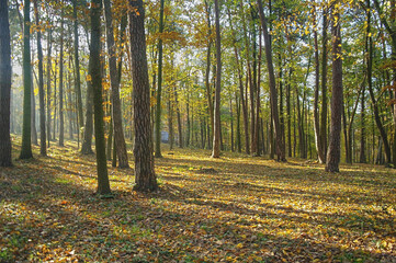 autumn forest in the Świętokrzyskie Mountains